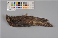 藏品(臺灣夜鷹)的圖片